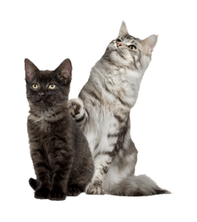 Shuster & Saben, LLC West Palm Beach, FL Office