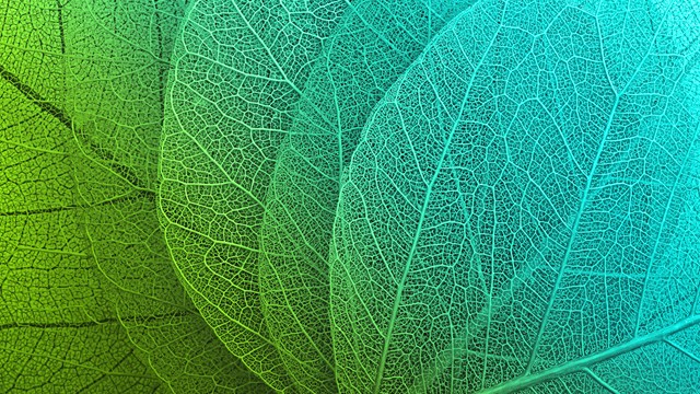 Bell Gully Auckland, New Zealand Office