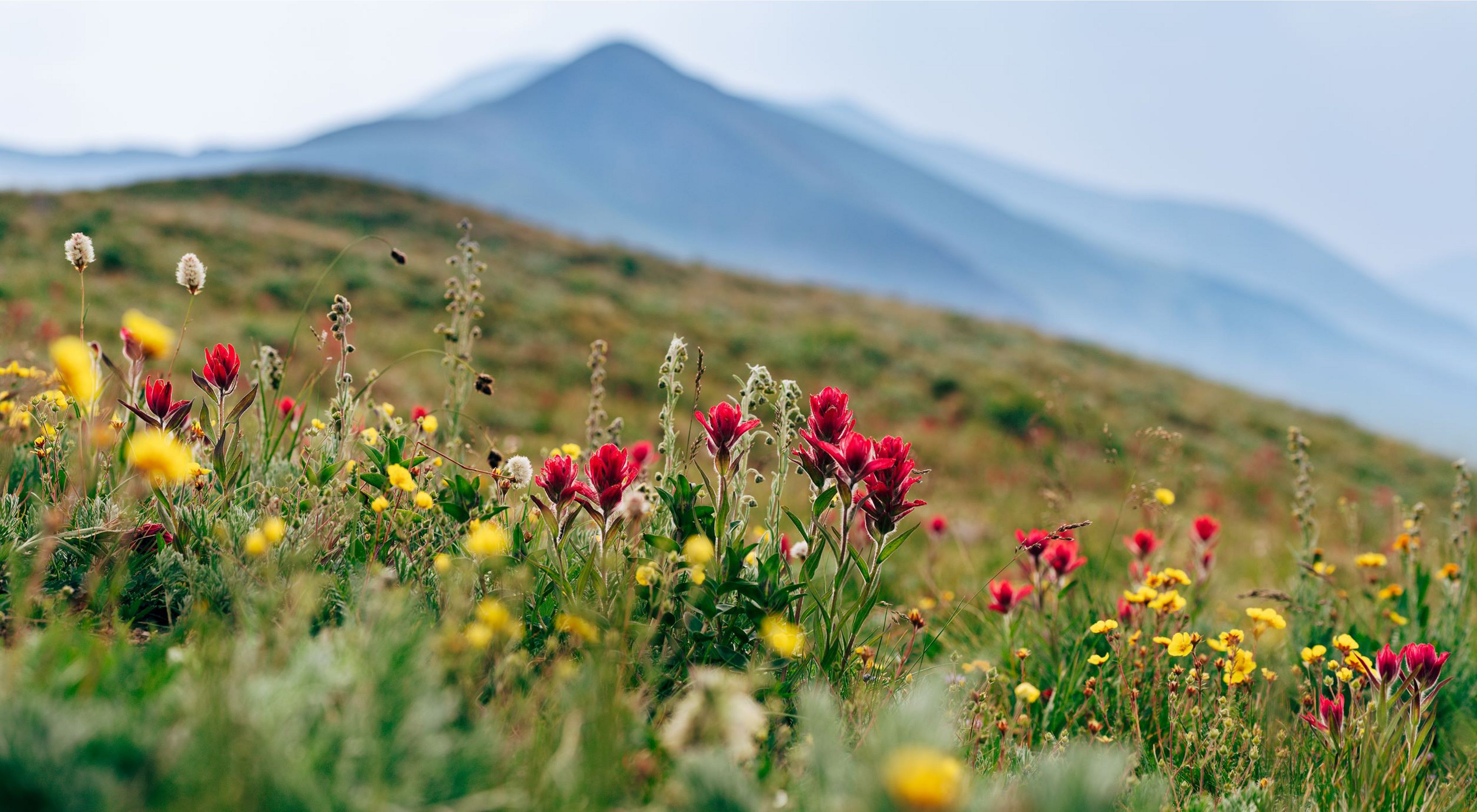 Balaban, Levinson, Costigan & Wasilik, P.C Denver, CO Office