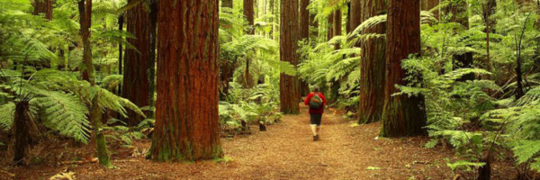 Schnitter Ciccarelli Mills PLLC Williamsville, NY Office