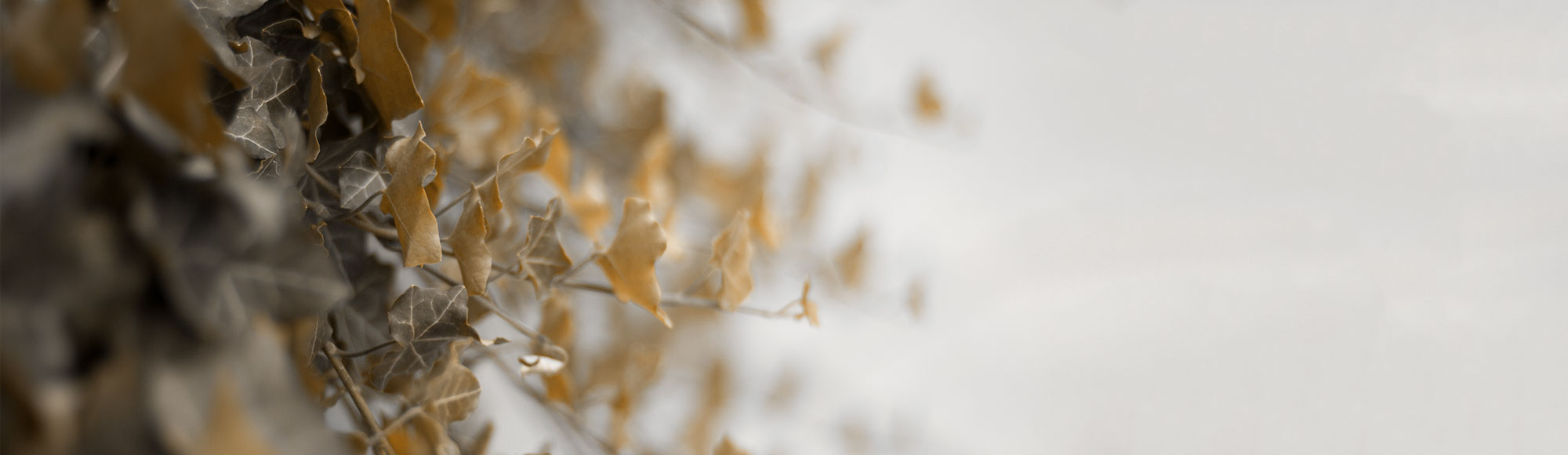 Sopko, Nussbaum, Inabnit & Kaczmarek South Bend, IN Office