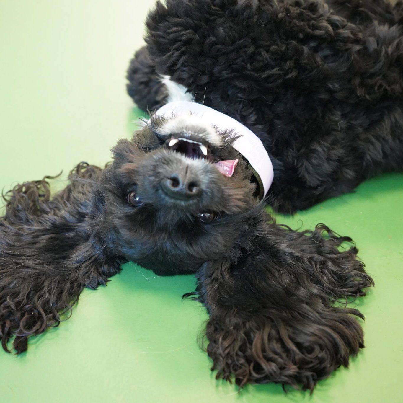 Law Offices of Leo T. White, LLC Phoenixville,  Office