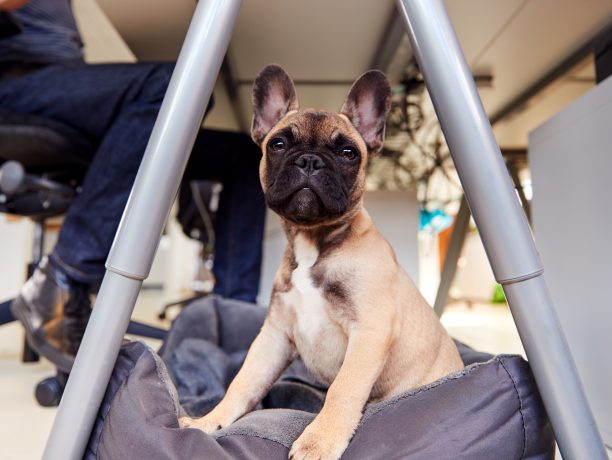 DPG Law London, United Kingdom Office