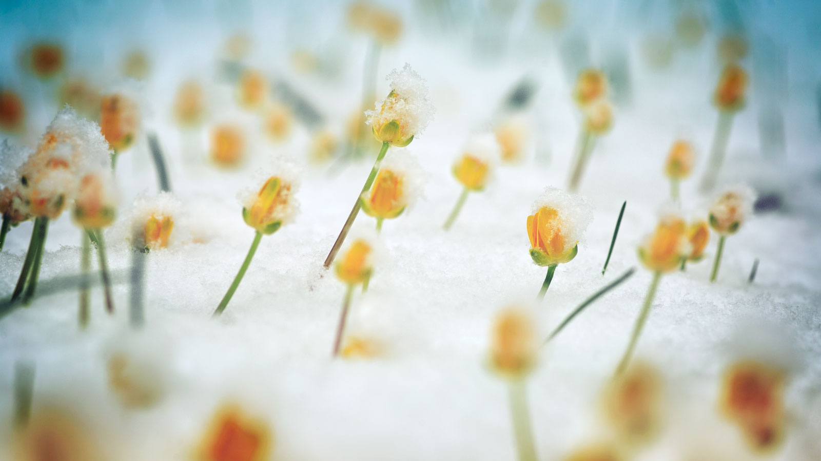 Lewis & Munday, A Professional Corporation Seattle, WA Office