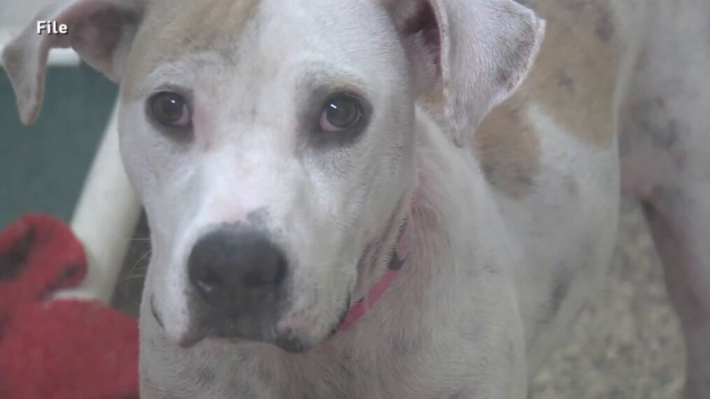 Joye Law Firm North Charleston, SC Office