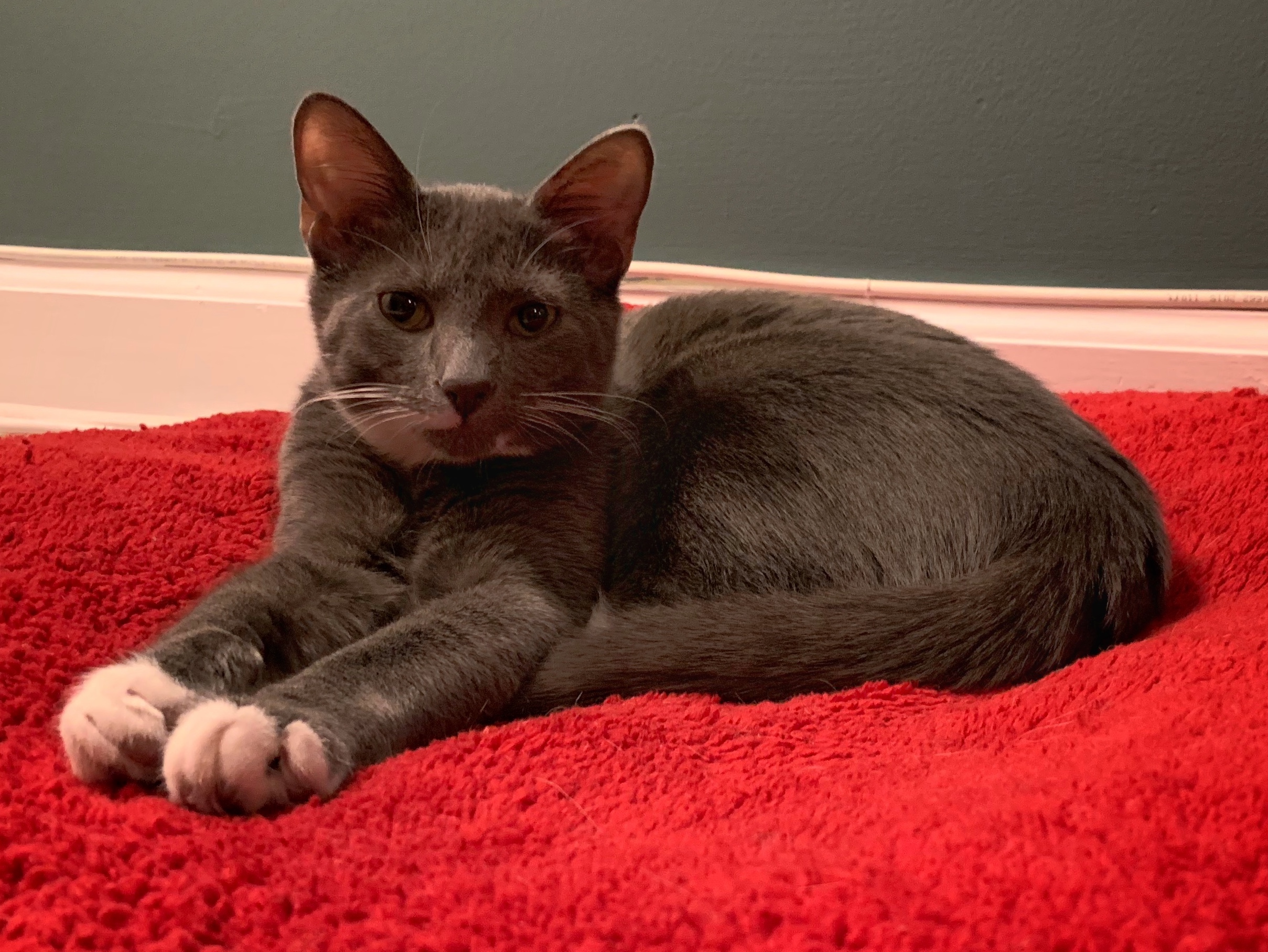 Kegels & Co Brussels, Belgium Office