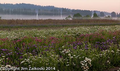 Ortiz & Gosalia, PLLC Redmond,  Office