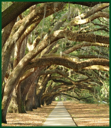 Novit & Scarminach, PA Hilton Head Island, SC Office