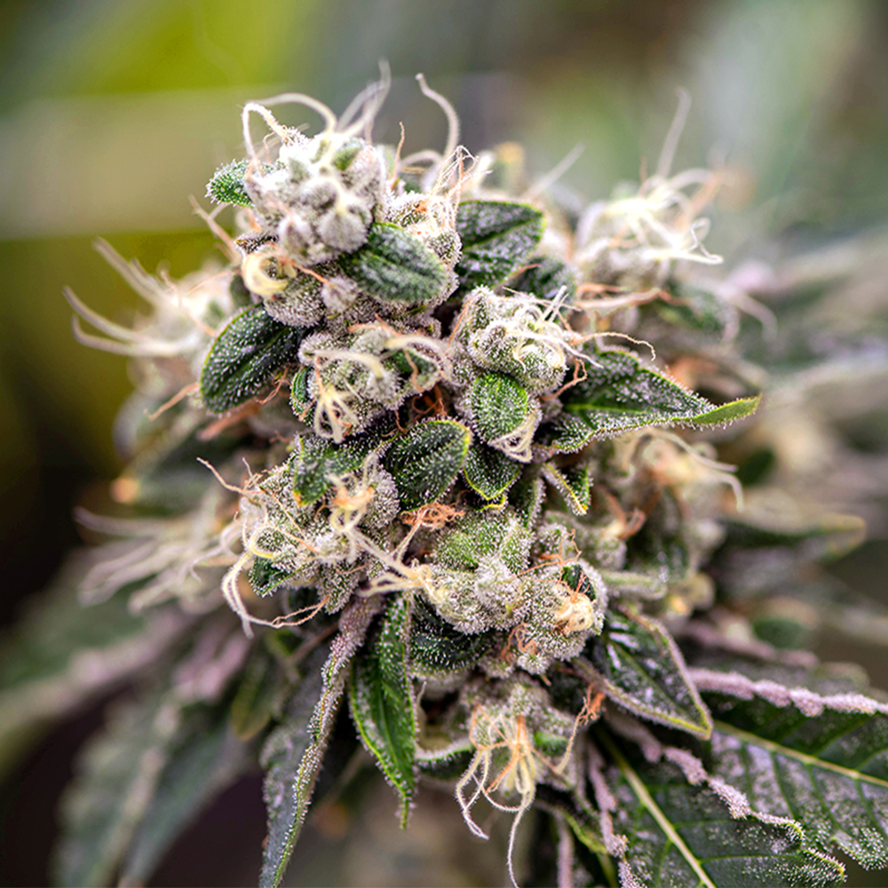 Norton, Hammersley, Lopez & Skokos, P.A Sarasota, FL Office