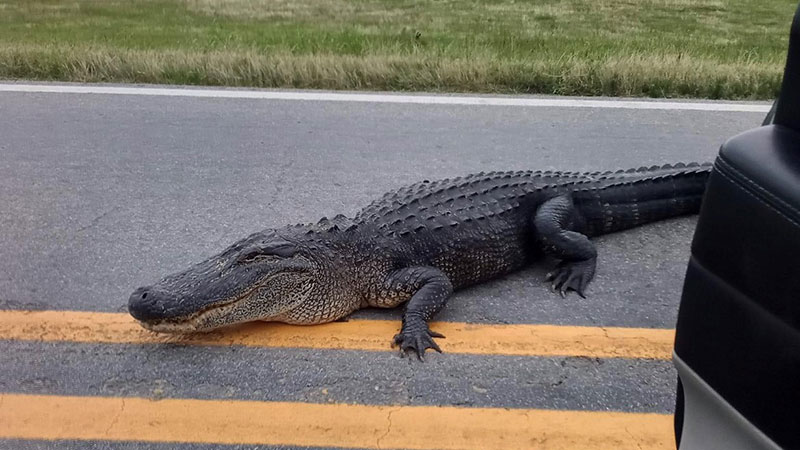 Law Offices of Ken H. Lester Beaufort, SC Office