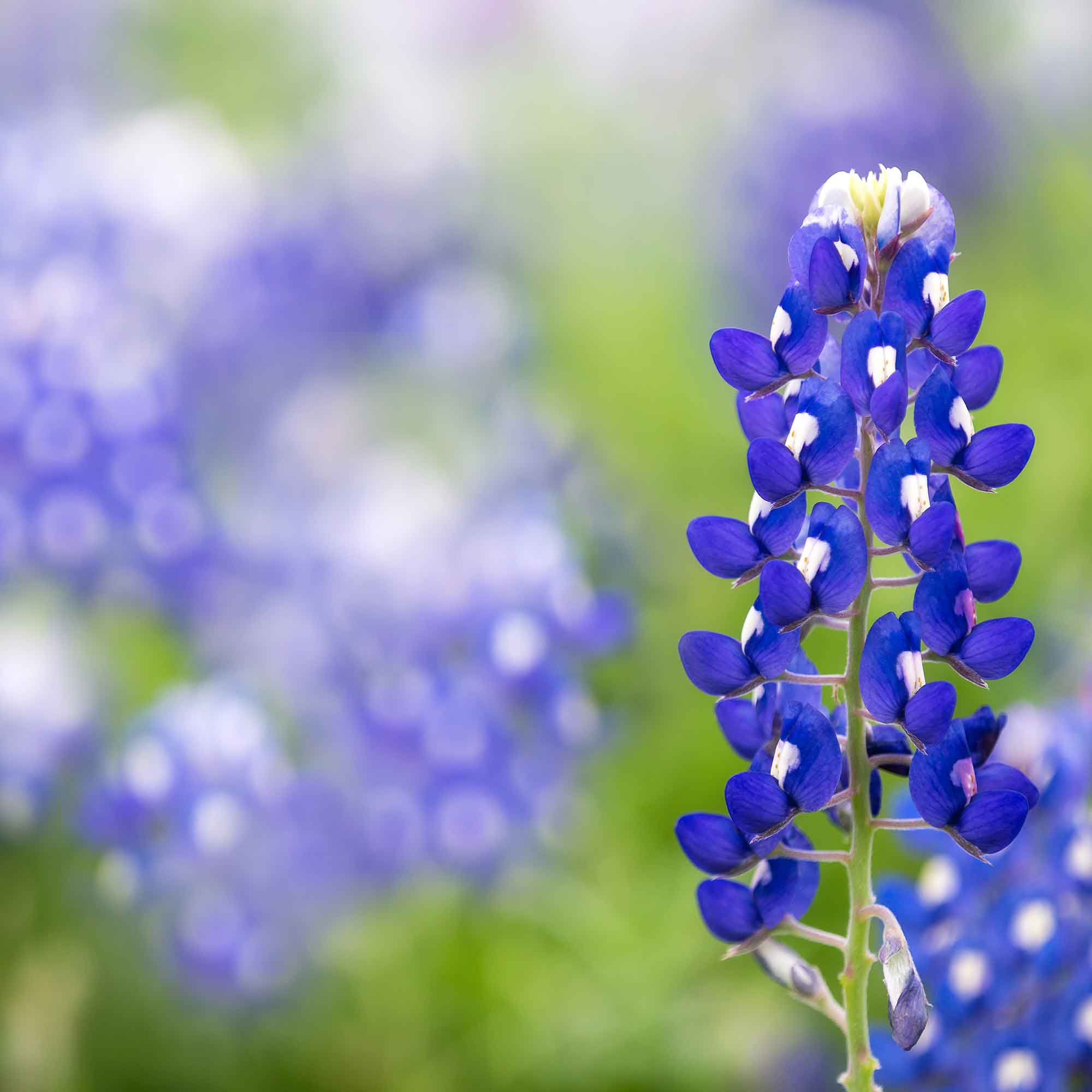 Sheehy, Ware, Pappas & Grubbs, P.C Houston, TX Office