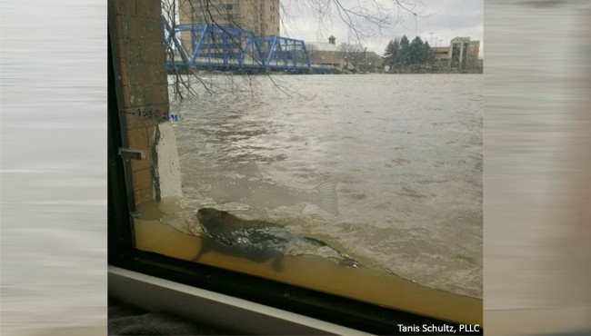 Tanis Schultz Grand Rapids,  Office