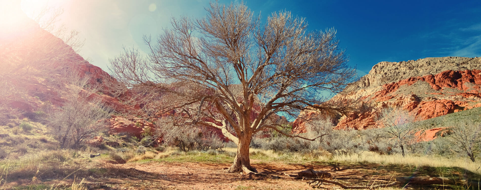The Law Office of Catherine Leas, P.C Sun City,  Office