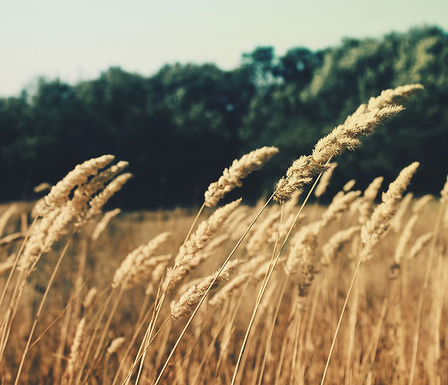 Mears Hausmann, P.A Atchison,  Office