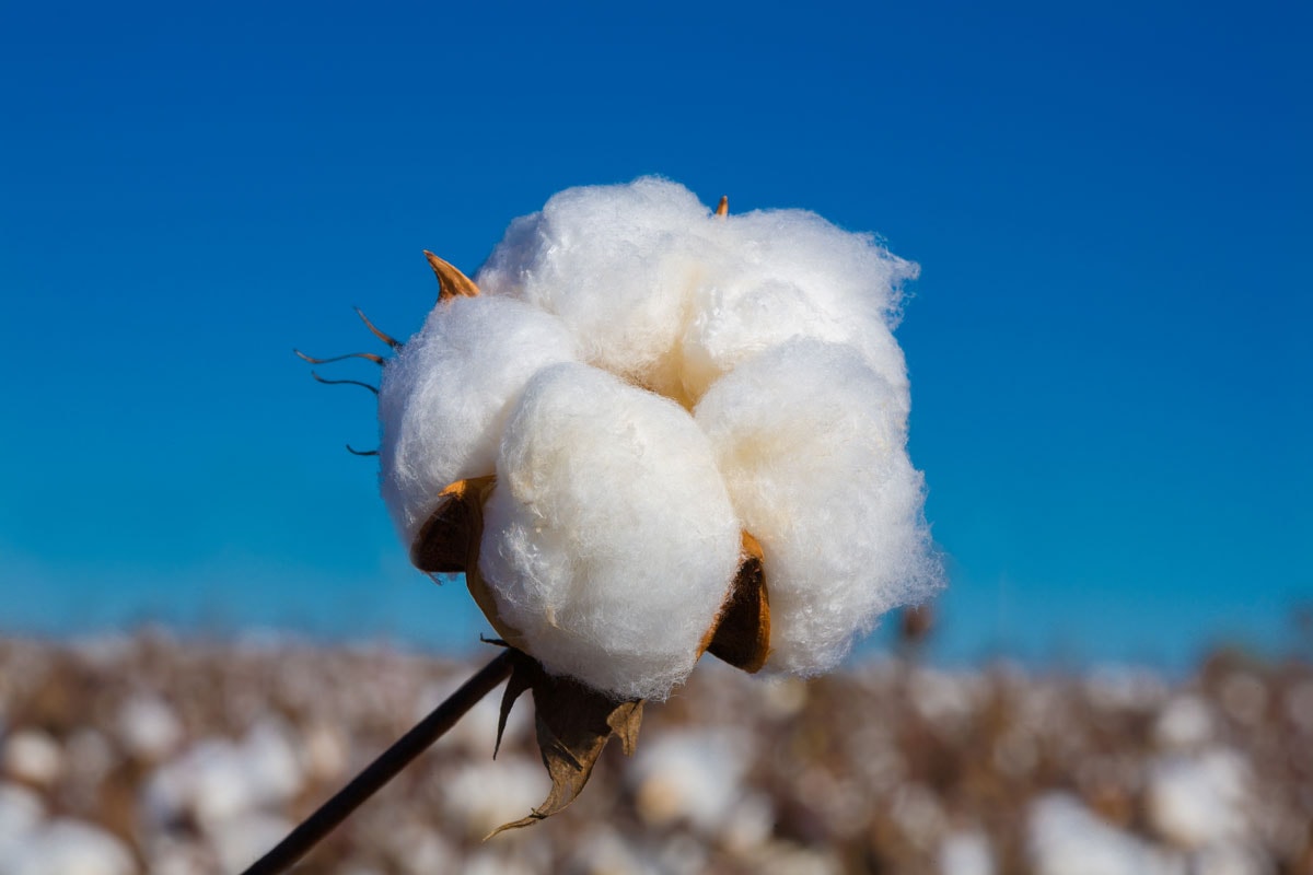 Field, Manning, Stone, Hawthorne & Aycock PC Lubbock, TX Office