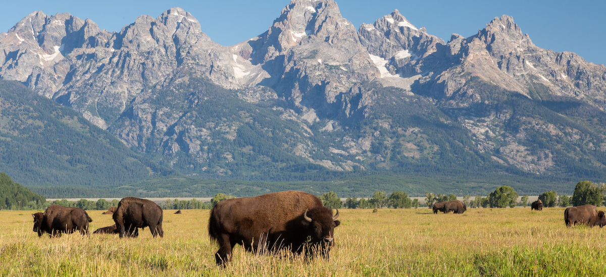 Halloran Farkas + Kittila LLP Jackson, WY Office