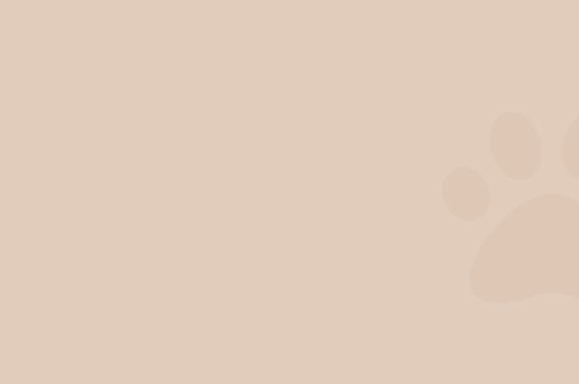 Boston Dog Lawyers Swampscott,  Office