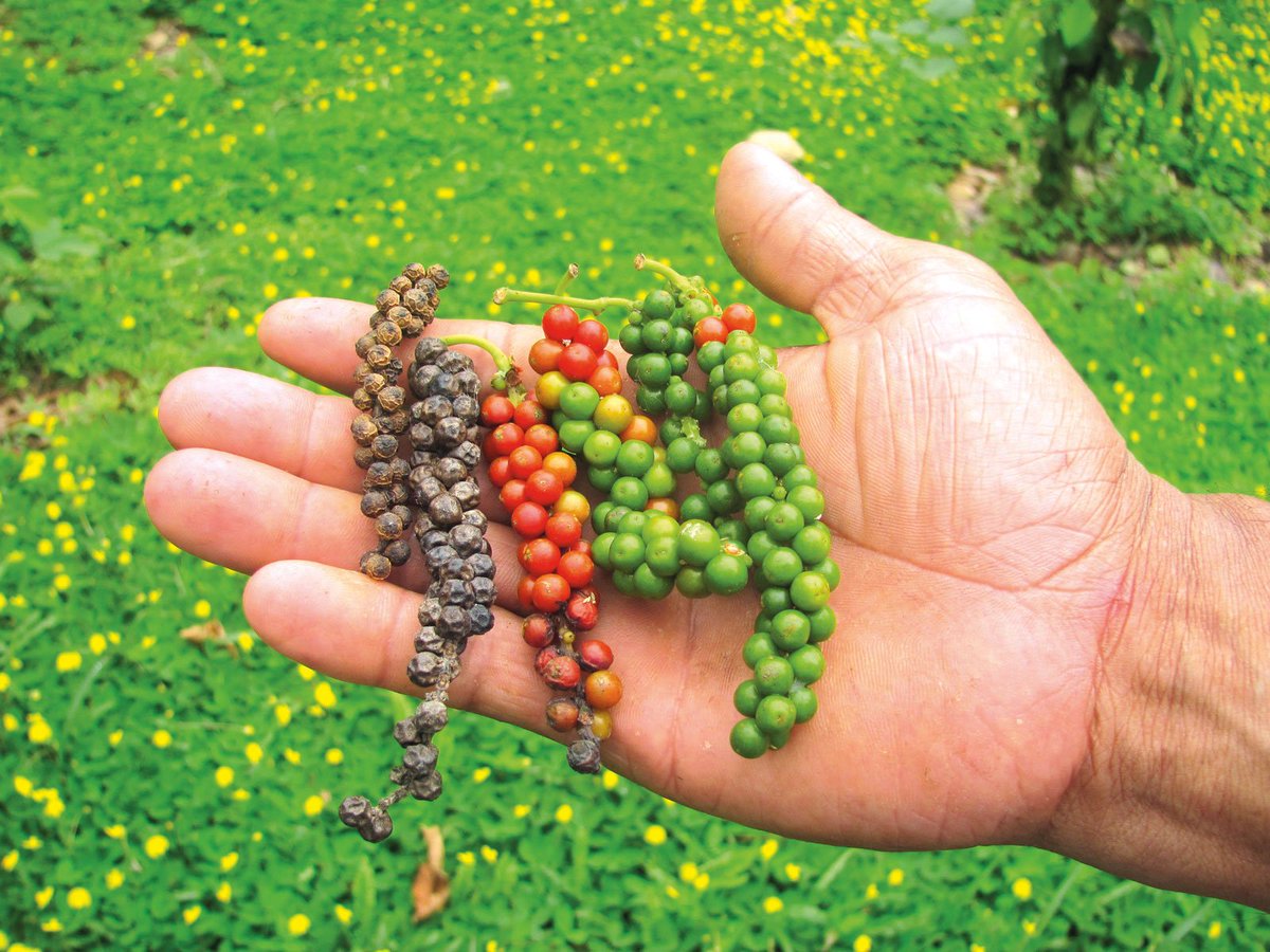 Rimon, P.C Bogota, Colombia Office