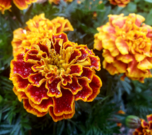 Rainey & Rainey, Attorneys at Law, LP Georgetown, TX Office