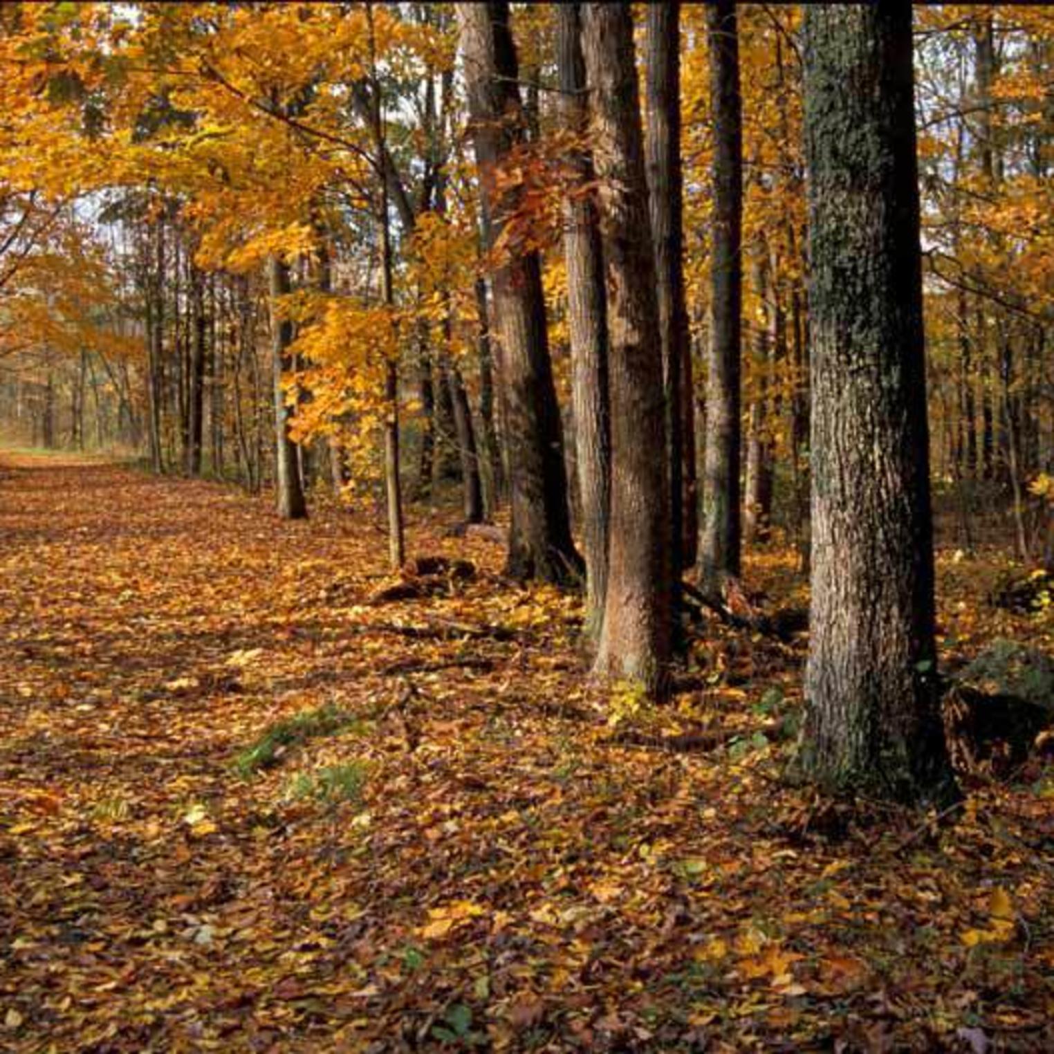 Scaringi Law Newport, PA Office