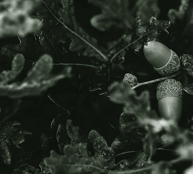 Low Swinney Evans & James PLLC Austin,  Office