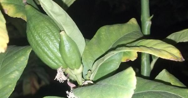 Bycer Law, PLC Scottsdale,  Office