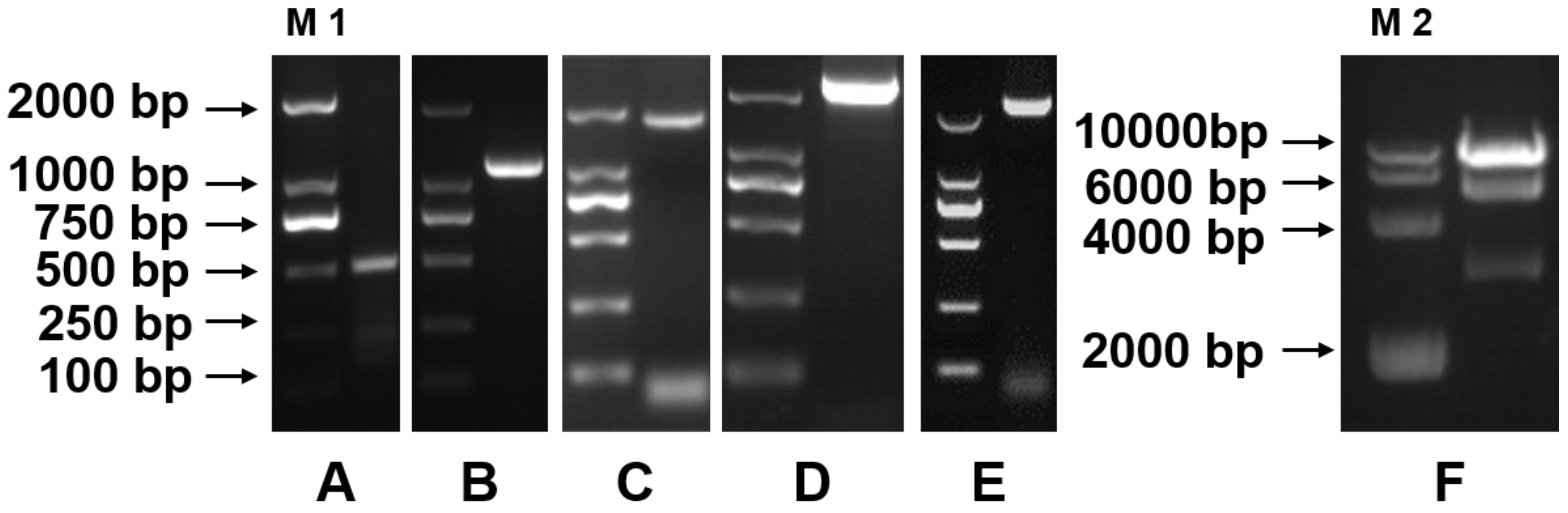 Guang Yu & Co Guangzhou, China Office